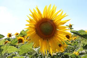 Sunflower Yellow France Charente