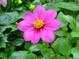 Flower Garden Pink
