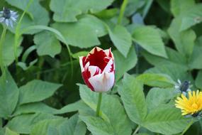 Tulip Spring Blossom