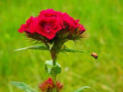 ladybug on a red carnation