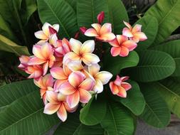 Pink Flowers bouquet