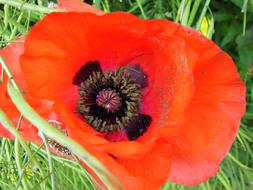 bright orange Poppy Flower