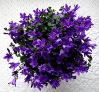 violet Flowers Bell Spring