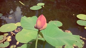 Lotus flower at Summer