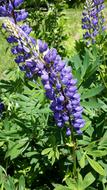 Purple Lupine Garden Flower blooming