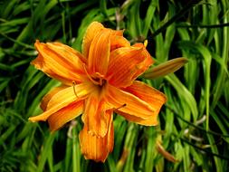 Close-up of the beautiful, orange, red and yellow hemerocallis flower among the green grass