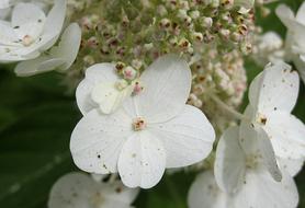 white flowers in a botanical garden, close-up