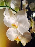 Orchid Flower White