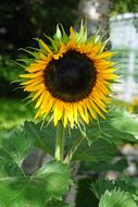 Sunflower Flower at Summer