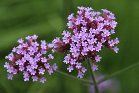 Umbel Flower Violet in a blurred background