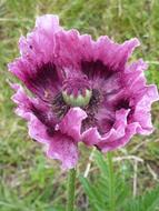 blooming purple poppy on the field