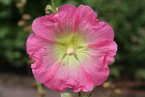 Mallow Flower Bauer Clove Close