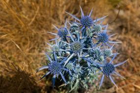 Thistle Flower Spur