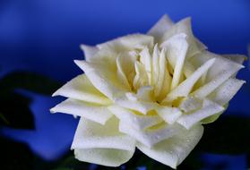 white rose on blue blurred background