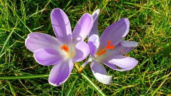 Purple Crocus at Spring time