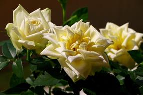 white and yellow Roses Blossom Bloom