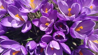photo of purple Crocus Flowers at Spring