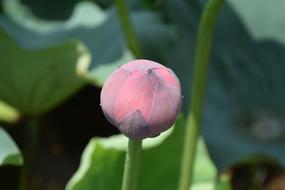 Lotus Bud Blossom
