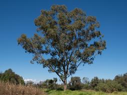 tree in the wilderness