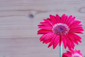 pink Gerbera Flower Blossom at wood