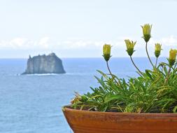 View of Flowers at Island