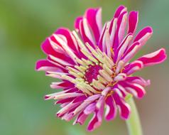 Red Flower petals