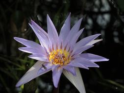 purple Flower with yellow core at blur dark background