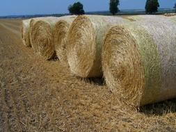Straw Bales Harvested Wheat Field