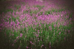 Field Grass Wildflowers