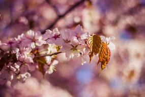 Pink Cherry Blossoms at Nature