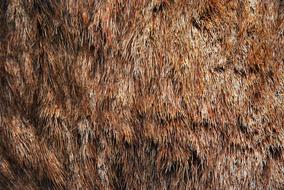 brown animal fur