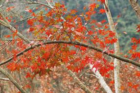 Fall Leaves Autumn Red