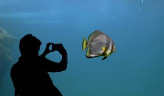 Silhouette of a man with a camera in front of an aquarium