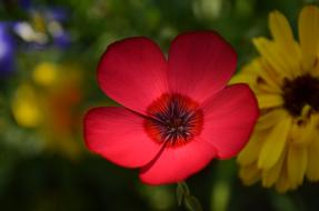 Summer Garden red Flower