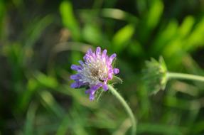 Meadow Flower Pointed