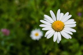 Close-up of the white and yellow daisy and other colorful flowers among the green grass