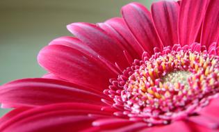 Pink Flower Petals Close Up