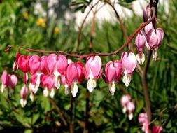 Bleeding Heart Lamprocapnos