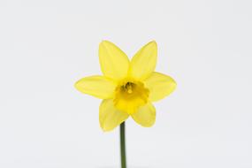 yellow daffodil on white background