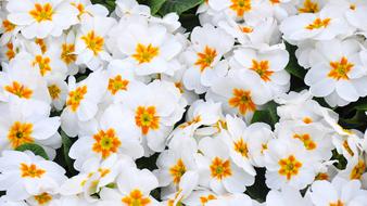 Primula Spring Flower