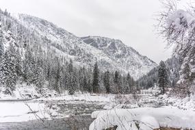 Winter Tree River