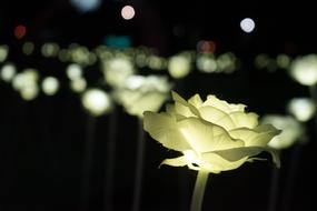 burning white roses in the lake