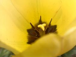 Tulip Tulipa Pistil