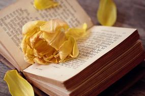 Yellow Tulip Flower on book