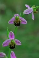 Ophrys close-up on blurred background