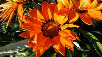 Close-up of the beautiful, blooming, orange and black flowers in the garden in Ayia Napa, Cyprus, in light