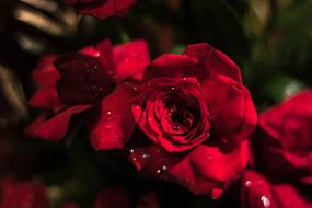 Red Roses with dew drops on petals