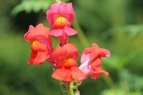 Close-up of the beautiful and colorful, blooming flowers, at blurred background with plants