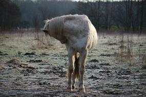 beautiful white horse in a field