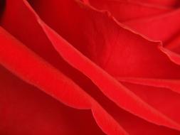 Red Rose petals